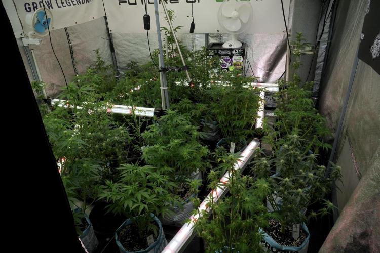 Catching The Ghost Train Haze @ Zamnesia. Week 7 - Room and Vibes