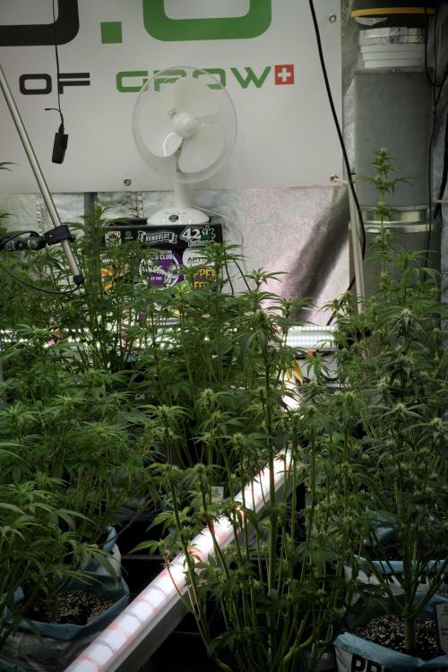 Catching The Ghost Train Haze @ Zamnesia. Week 7 - Room and Vibes