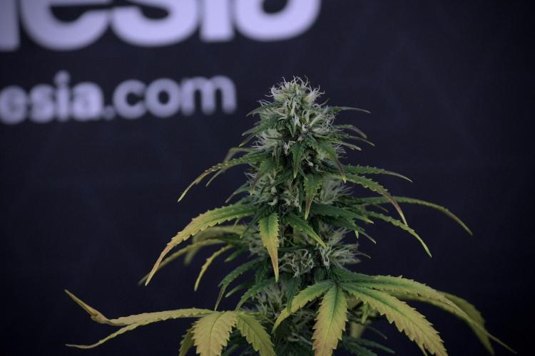Catching The Ghost Train Haze @ Zamnesia. Week 7 - Side project