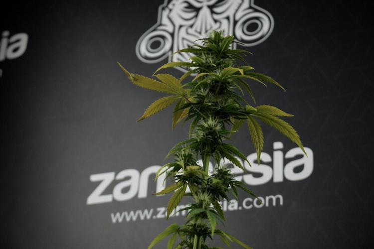 Catching The Ghost Train Haze @ Zamnesia. Week 7 - Side project