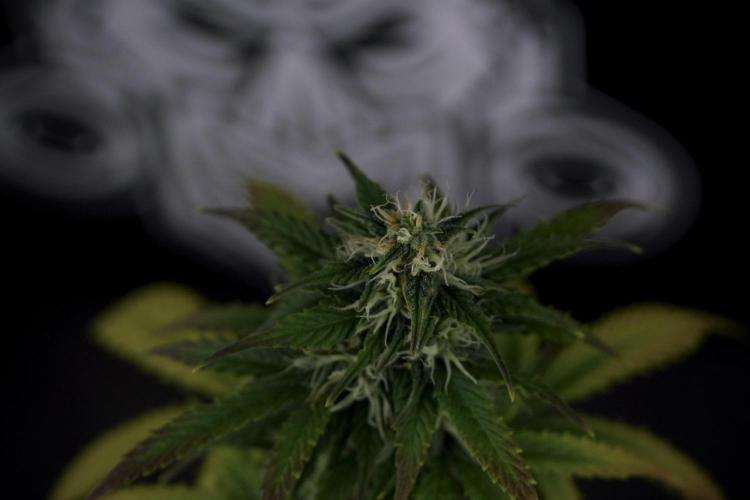 Catching The Ghost Train Haze @ Zamnesia. Week 7 - Side project