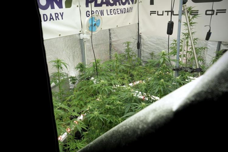 Catching The Ghost Train Haze @ Zamnesia. Week 7 - Room and Vibes 