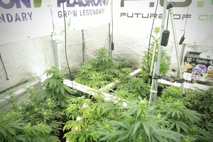 Catching The Ghost Train Haze @ Zamnesia. Week 7 - Room and Vibes 