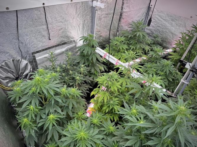 Catching The Ghost Train Haze @ Zamnesia. Week 7 - Room and Vibes 