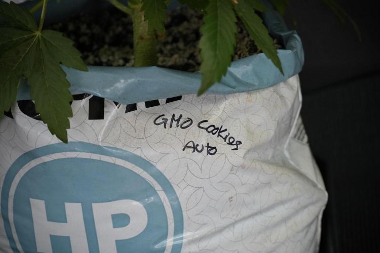 GMO Cookies Served with extra curiosity. Week 7 - GMO Cookies 01 before defoliation 
