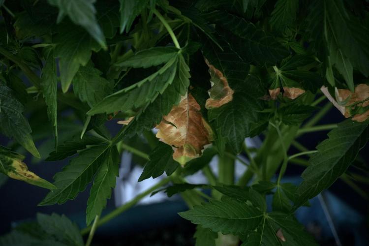 GMO Cookies Served with extra curiosity. Week 7 - LED burns