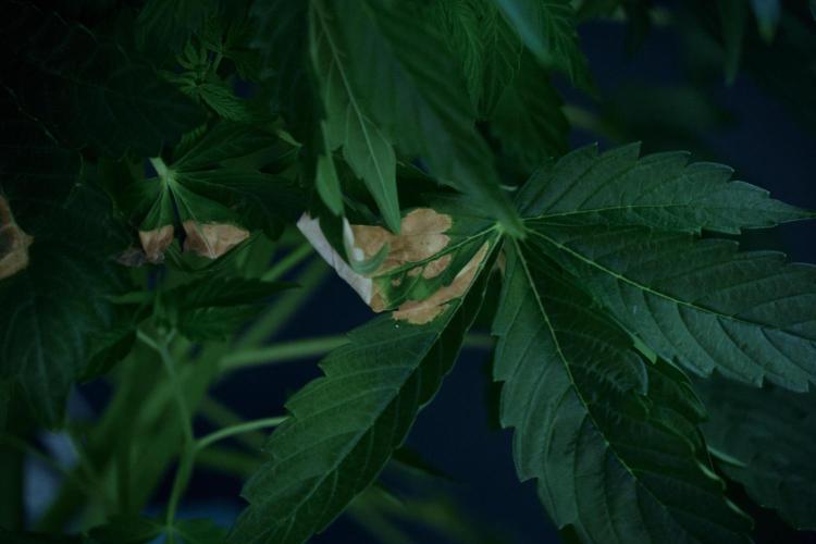 GMO Cookies Served with extra curiosity. Week 7 - LED burns