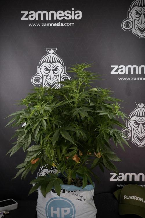 GMO Cookies Served with extra curiosity. Week 7 - GMO Cookies 01 before defoliation 