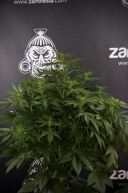 GMO Cookies Served with extra curiosity. Week 7 - GMO Cookies 01 before defoliation 