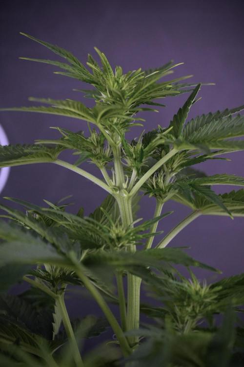 GMO Cookies Served with extra curiosity. Week 7 - GMO Cookies 01 before defoliation 