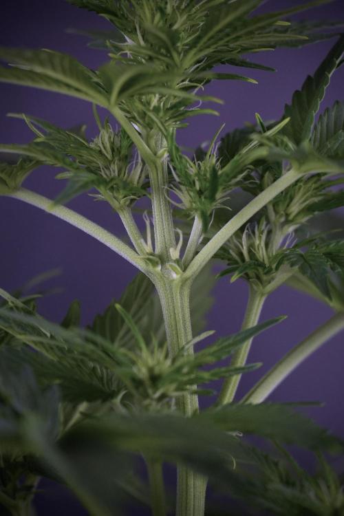 GMO Cookies Served with extra curiosity. Week 7 - GMO Cookies 01 before defoliation 
