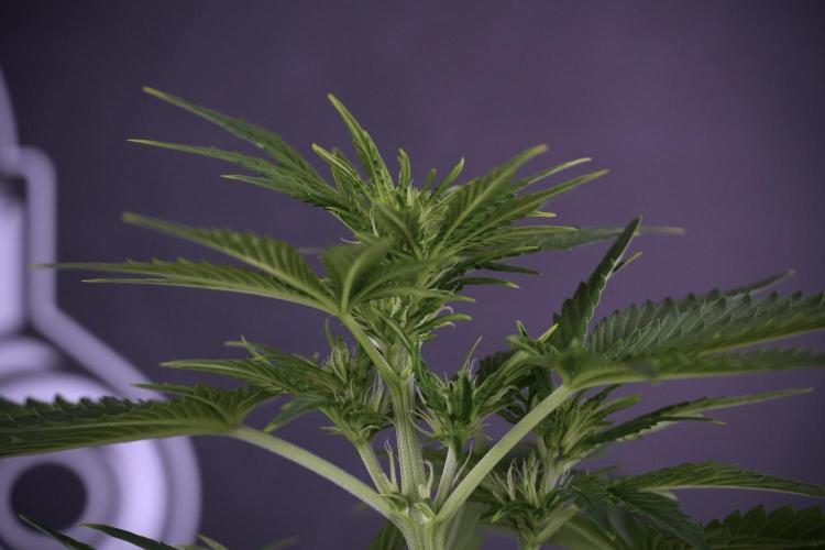 GMO Cookies Served with extra curiosity. Week 7 - GMO Cookies 01 before defoliation 