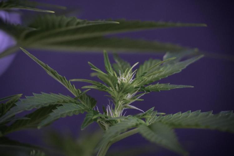 GMO Cookies Served with extra curiosity. Week 7 - GMO Cookies 01 before defoliation 