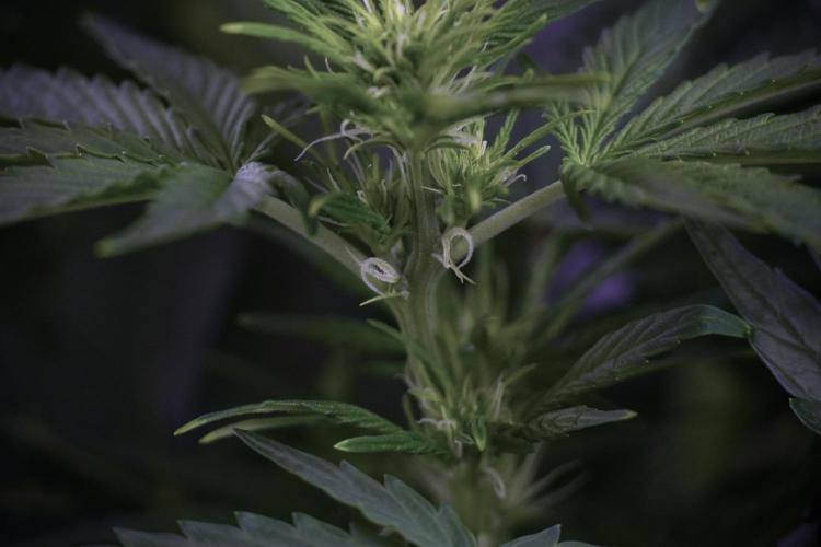 GMO Cookies Served with extra curiosity. Week 7 - GMO Cookies 01 before defoliation 