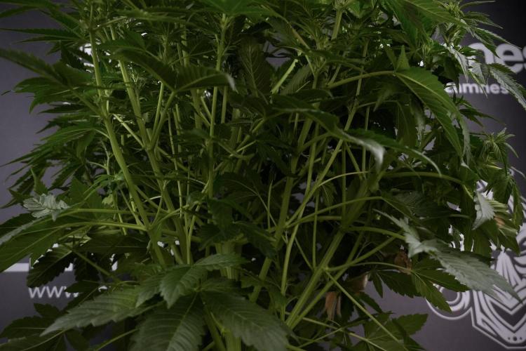 GMO Cookies Served with extra curiosity. Week 7 - GMO Cookies 01 before defoliation 