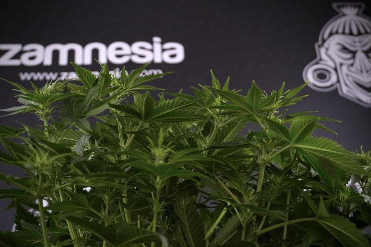 GMO Cookies Served with extra curiosity. Week 7 - GMO Cookies 01 before defoliation 