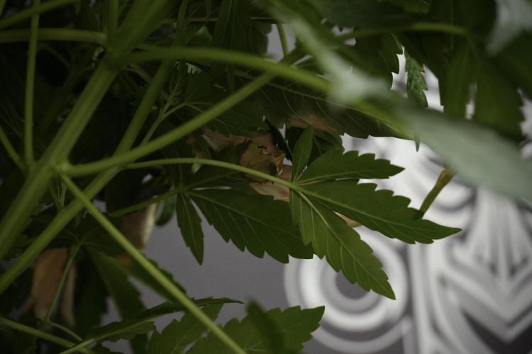 GMO Cookies Served with extra curiosity. Week 7 - GMO Cookies 01 before defoliation 