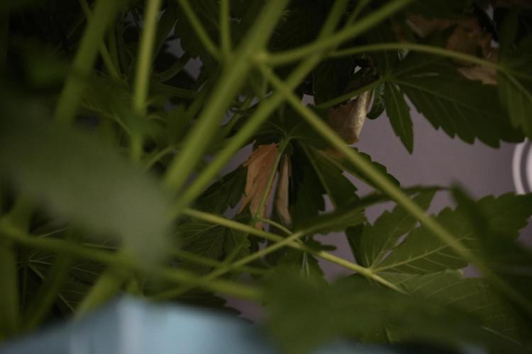 GMO Cookies Served with extra curiosity. Week 7 - GMO Cookies 01 before defoliation 