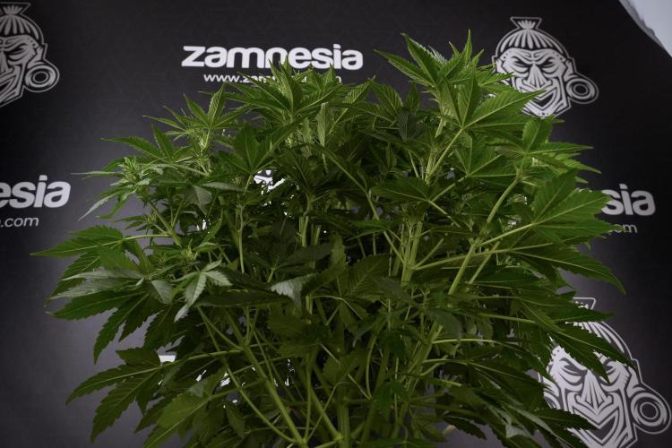 GMO Cookies Served with extra curiosity. Week 7 - GMO Cookies 01 before defoliation 