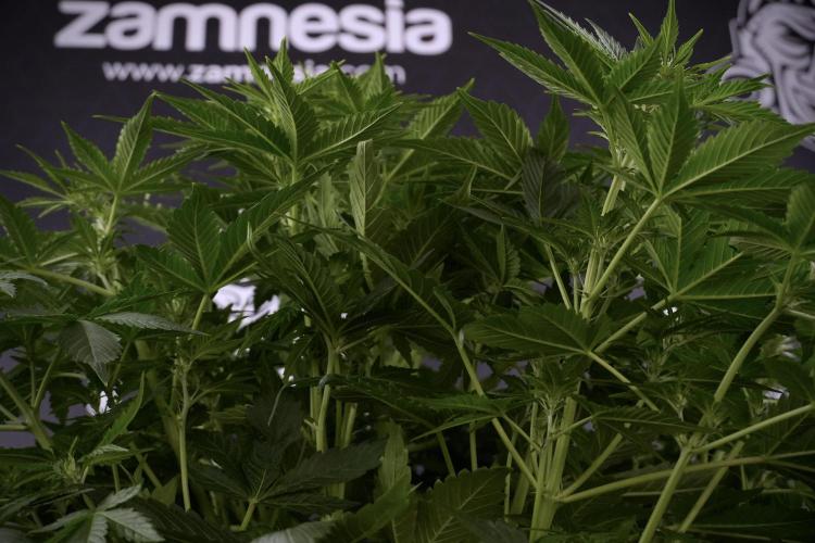 GMO Cookies Served with extra curiosity. Week 7 - GMO Cookies 01 before defoliation 