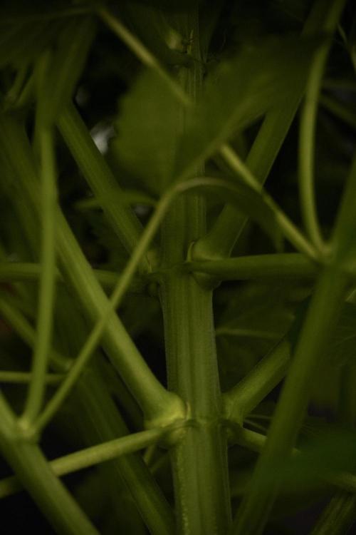 GMO Cookies Served with extra curiosity. Week 7 - GMO Cookies 01 before defoliation 
