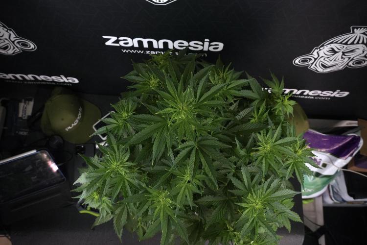 GMO Cookies Served with extra curiosity. Week 7 - GMO Cookies 01 before defoliation 