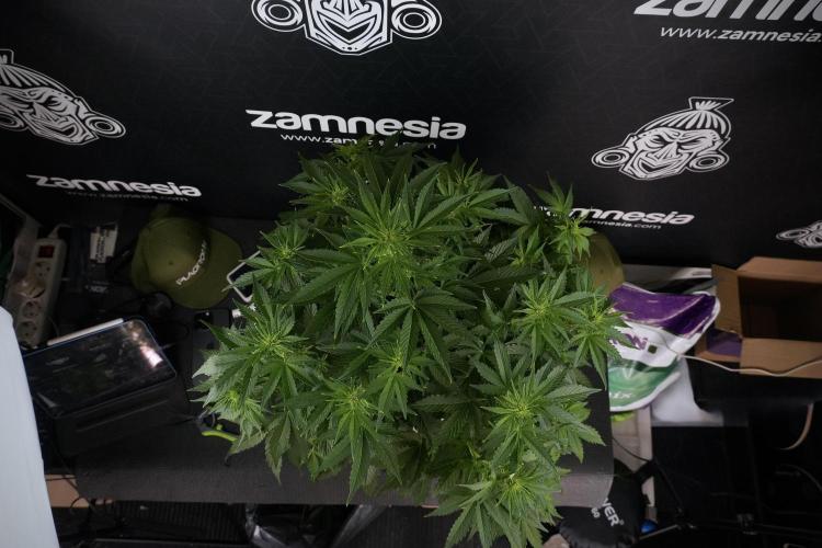 GMO Cookies Served with extra curiosity. Week 7 - GMO Cookies 01 before defoliation 