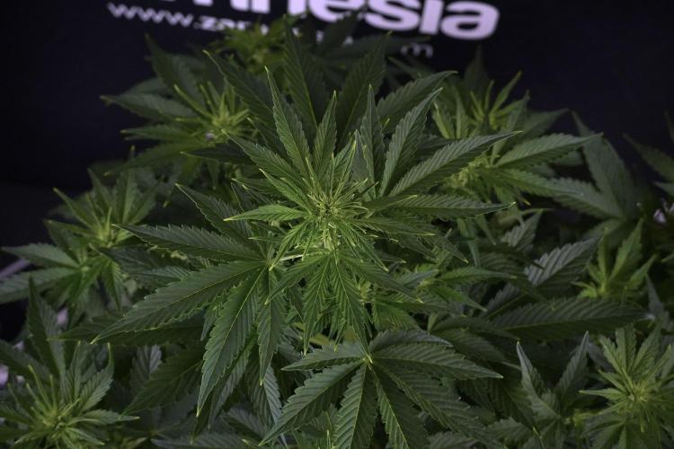 GMO Cookies Served with extra curiosity. Week 7 - GMO Cookies 01 before defoliation 