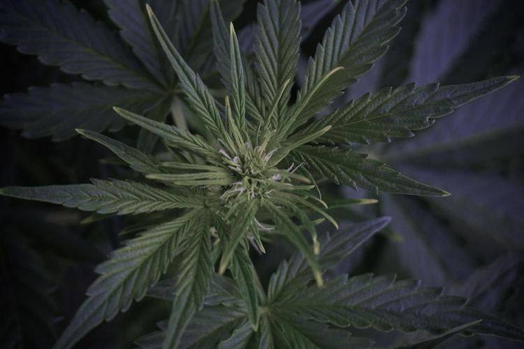 GMO Cookies Served with extra curiosity. Week 7 - GMO Cookies 01 before defoliation 