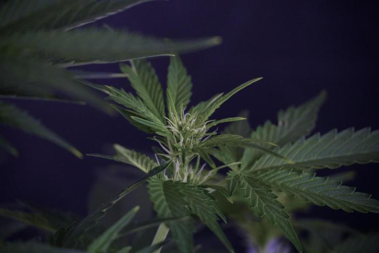 GMO Cookies Served with extra curiosity. Week 7 - GMO Cookies 01 before defoliation 