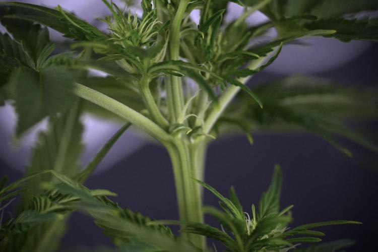 GMO Cookies Served with extra curiosity. Week 7 - GMO Cookies 01 before defoliation 
