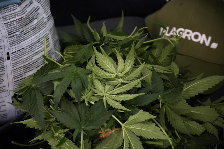 GMO Cookies Served with extra curiosity. Week 7 - Leafs Out