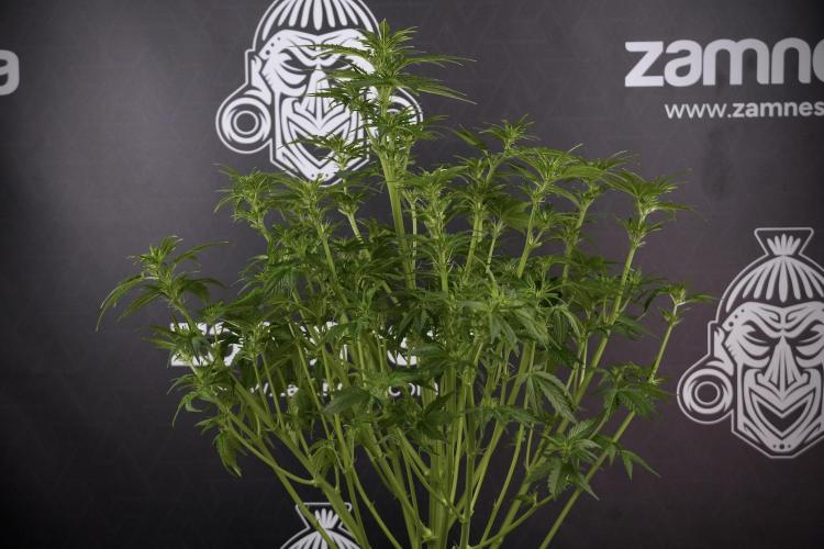 GMO Cookies Served with extra curiosity. Week 7 - GMO Cookies 01 after defoliation 