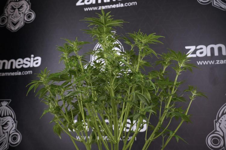 GMO Cookies Served with extra curiosity. Week 7 - GMO Cookies 01 after defoliation 