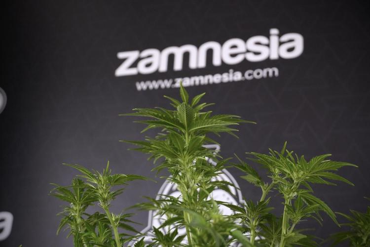 GMO Cookies Served with extra curiosity. Week 7 - GMO Cookies 01 after defoliation 