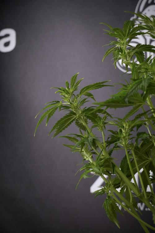 GMO Cookies Served with extra curiosity. Week 7 - GMO Cookies 01 after defoliation 