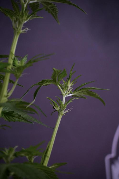 GMO Cookies Served with extra curiosity. Week 7 - GMO Cookies 01 after defoliation 