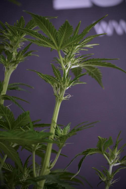 GMO Cookies Served with extra curiosity. Week 7 - GMO Cookies 01 after defoliation 