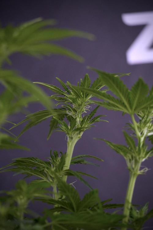 GMO Cookies Served with extra curiosity. Week 7 - GMO Cookies 01 after defoliation 
