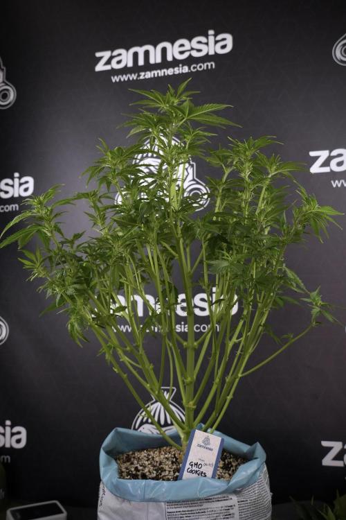 GMO Cookies Served with extra curiosity. Week 7 - GMO Cookies 01 after defoliation 
