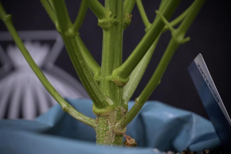 GMO Cookies Served with extra curiosity. Week 7 - GMO Cookies 01 after defoliation 