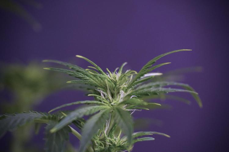 GMO Cookies Served with extra curiosity. Week 7 - GMO Cookies 01 after defoliation 