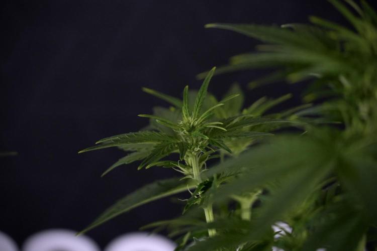 GMO Cookies Served with extra curiosity. Week 7 - GMO Cookies 01 after defoliation 