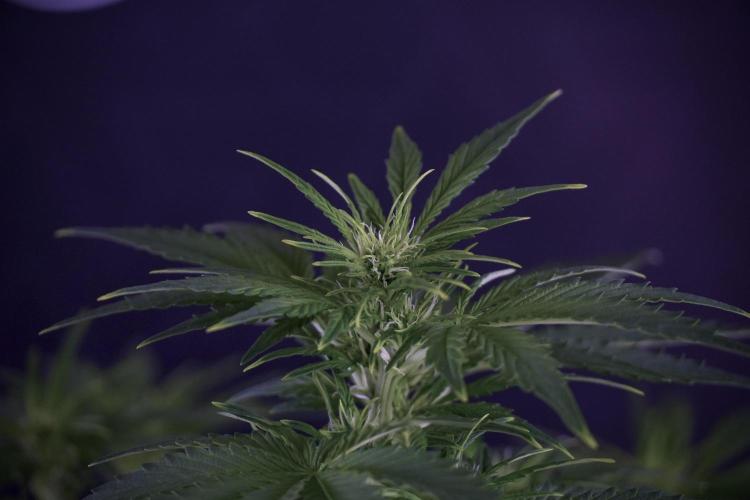 GMO Cookies Served with extra curiosity. Week 7 - GMO Cookies 01 after defoliation 
