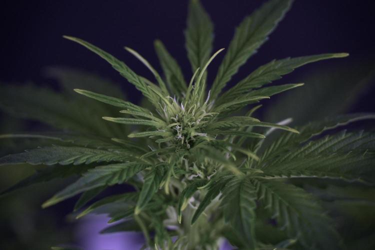 GMO Cookies Served with extra curiosity. Week 7 - GMO Cookies 01 after defoliation 