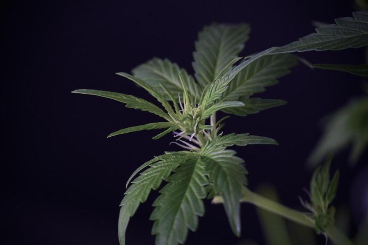 GMO Cookies Served with extra curiosity. Week 7 - GMO Cookies 01 after defoliation 