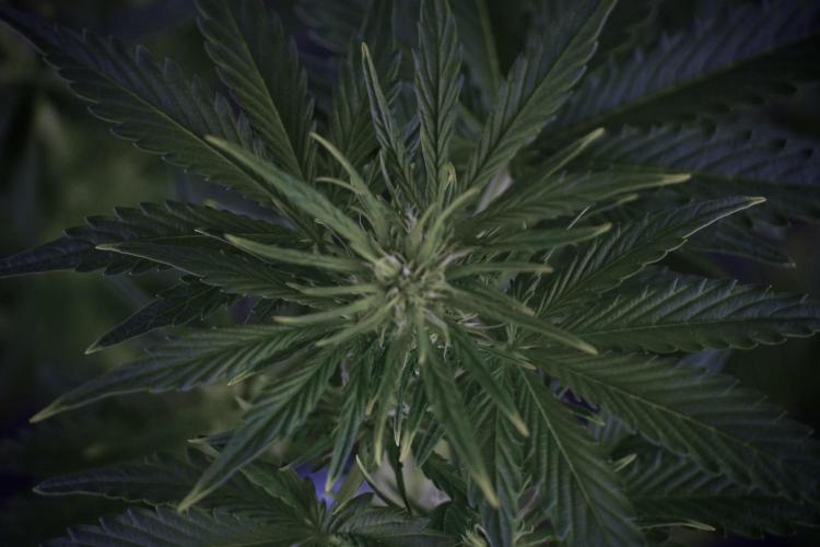 GMO Cookies Served with extra curiosity. Week 7 - GMO Cookies 01 after defoliation 