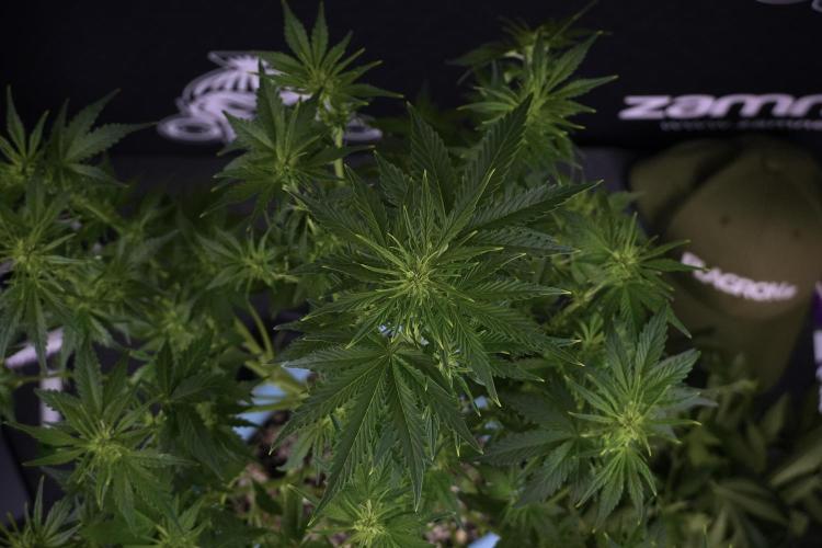 GMO Cookies Served with extra curiosity. Week 7 - GMO Cookies 01 after defoliation 