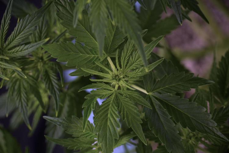 GMO Cookies Served with extra curiosity. Week 7 - GMO Cookies 01 after defoliation 