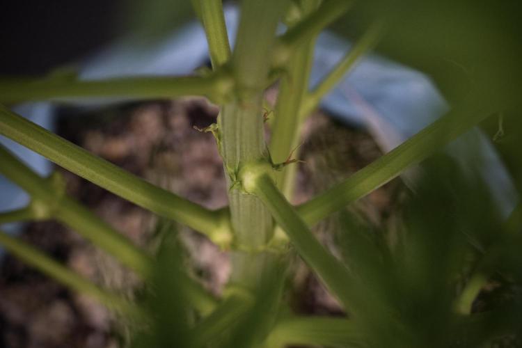 GMO Cookies Served with extra curiosity. Week 7 - GMO Cookies 01 after defoliation 